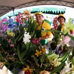 Flores – MAG