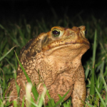 Sapo – paraguay