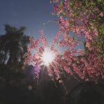 Flores – clima