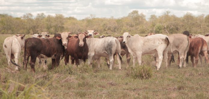 vacas paraguayas