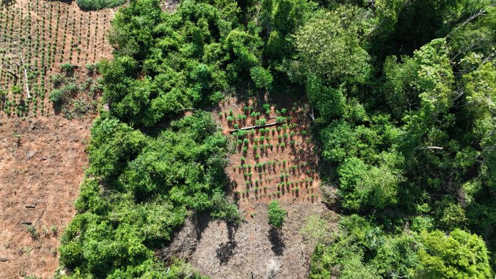 marihuana zonas boscosas aguerito