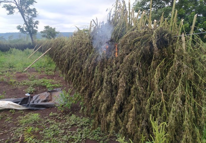 detruccion de marihuana cptan bado