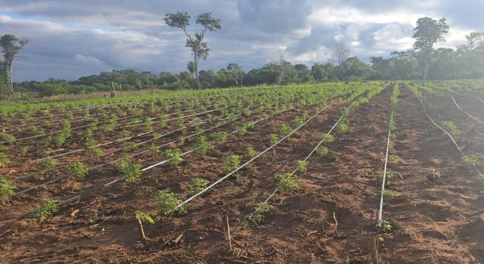 droga geneticamente modificada.concepcion