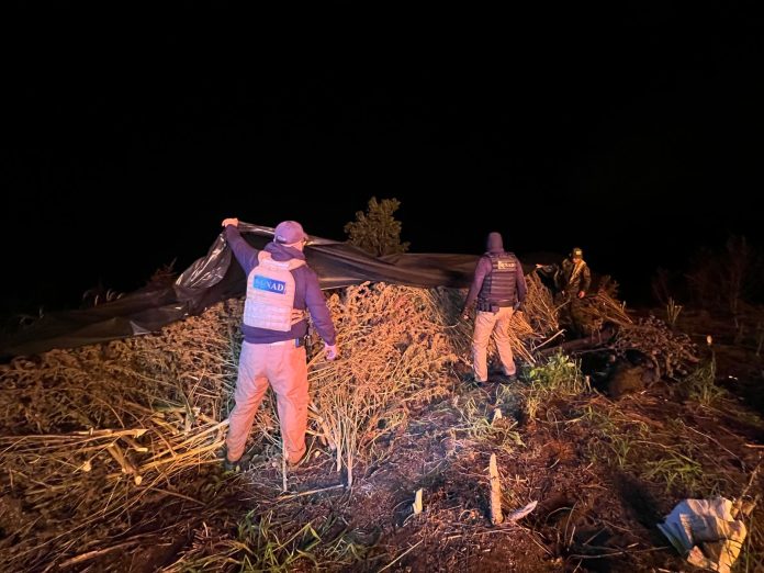 centro-acopio-marihuana-pedro-juan-caballero-amambay-senad