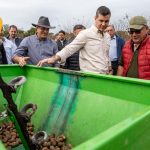 papa- cultivo- la colmena 1
