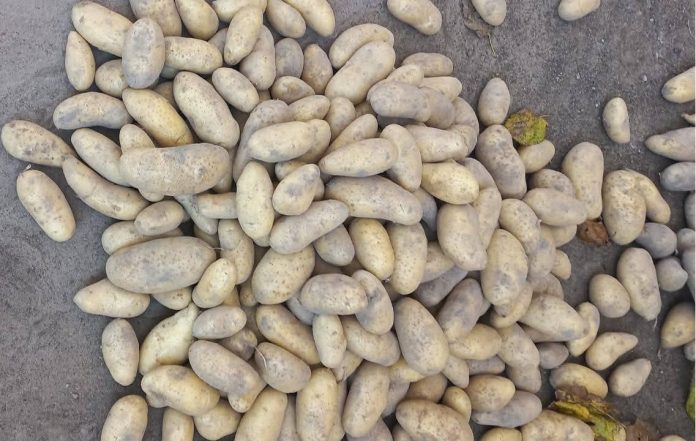 cosechan papa ñeembucu