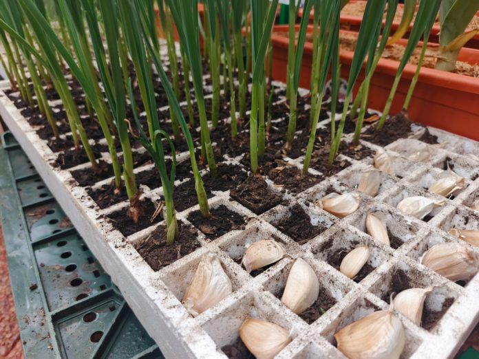 plan de cultivo- ajo- MAG