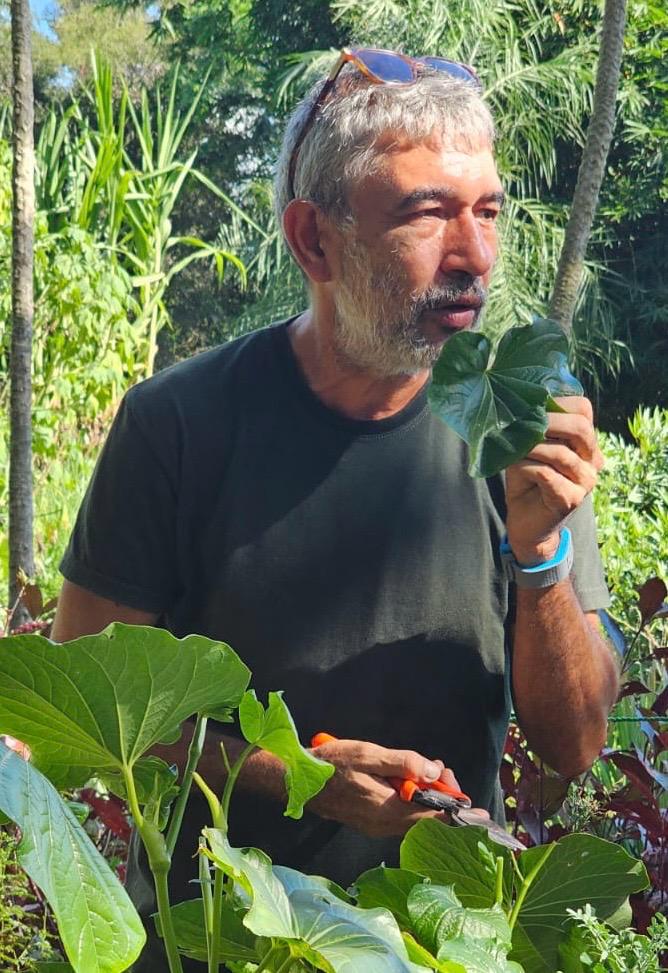 urbano palacio plantas medicinales