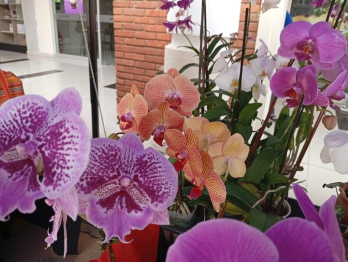 feria plantas y flores