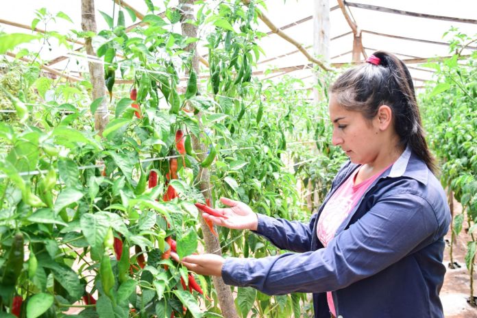 WhatsApp Image 2025-11-14 at 11.03.43