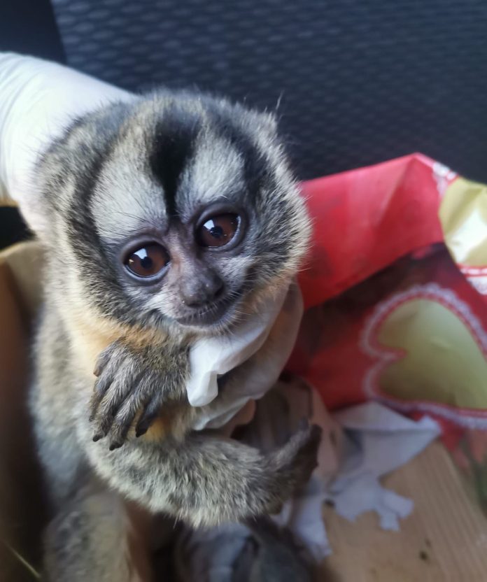 mono nocturno rescatado