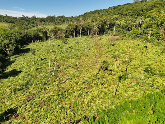 operaciónescudoguarani.ftc.norte.amambay