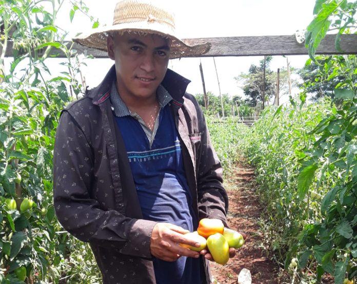 cosechadetomate.mag.tomate.colonia.2026