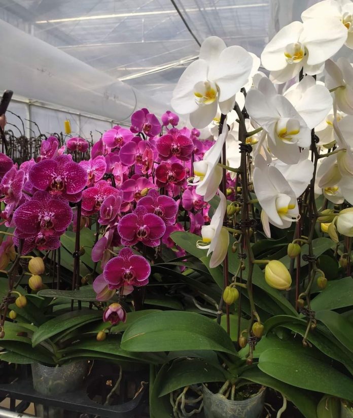 feria de orquideas
