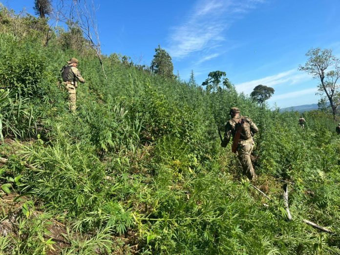operaciónfuertesur.caazapá