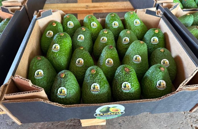 aguacat