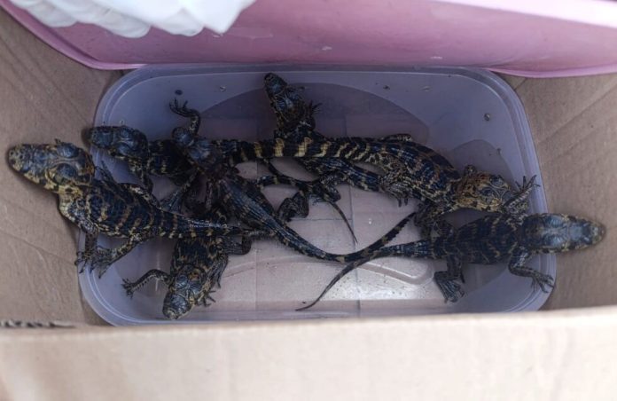 crias de caiman rescatadas por mades